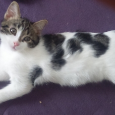 Image pour l'annonce Donne 3 chatons de 4 mois