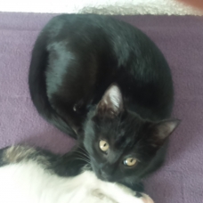Image pour l'annonce Donne 3 chatons de 4 mois