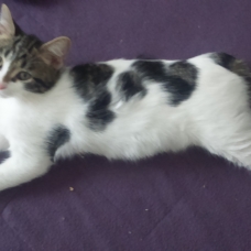 Image pour l'annonce Donne 3 chatons de 4 mois