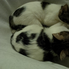 Image pour l'annonce Donne 3 chatons de 4 mois