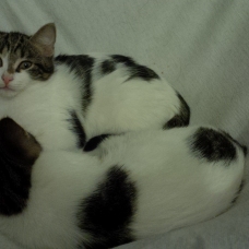Image pour l'annonce Donne 3 chatons de 4 mois