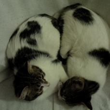 Image pour l'annonce Donne 3 chatons de 4 mois