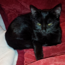 Image pour l'annonce Donne 3 chatons de 4 mois