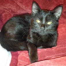 Image pour l'annonce Donne 3 chatons de 4 mois