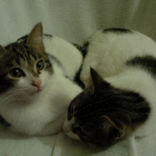 Image pour l'annonce Donne 3 chatons de 4 mois