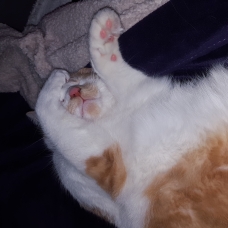 Image pour l'annonce Chat a la bouille de chaton à donner