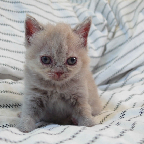 Image pour l'annonce Vends British Shorthair
