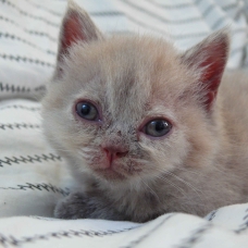 Image pour l'annonce Vends British Shorthair