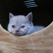 Image pour l'annonce Vends British Shorthair
