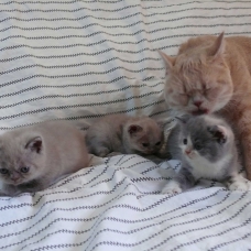 Image pour l'annonce Vends British Shorthair