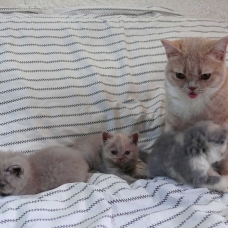 Image pour l'annonce Vends British Shorthair