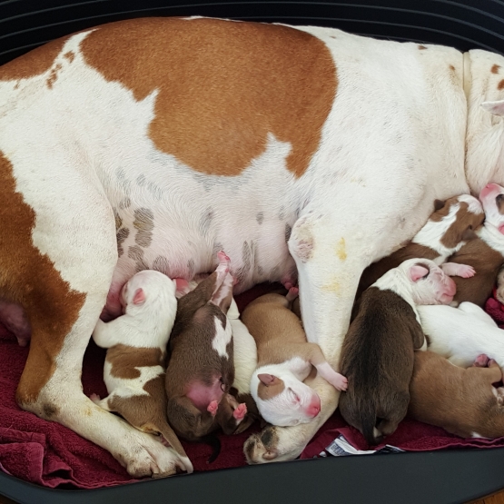 Image pour l'annonce Chiots Américain Staffordshire Terrier