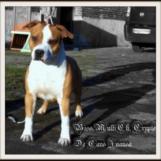 Image pour l'annonce Chiots Américain Staffordshire Terrier