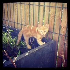 Image pour l'annonce Adorable chaton roux à adopter  =^.^=