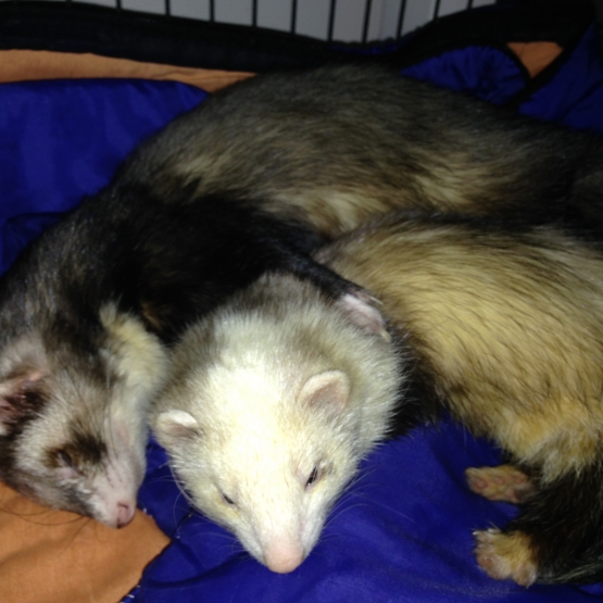 Image pour l'annonce vend couple de furets+ cage+ croquettes