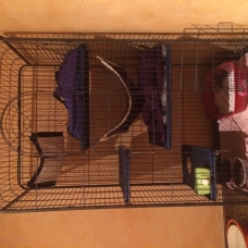 Image pour l'annonce vend couple de furets+ cage+ croquettes