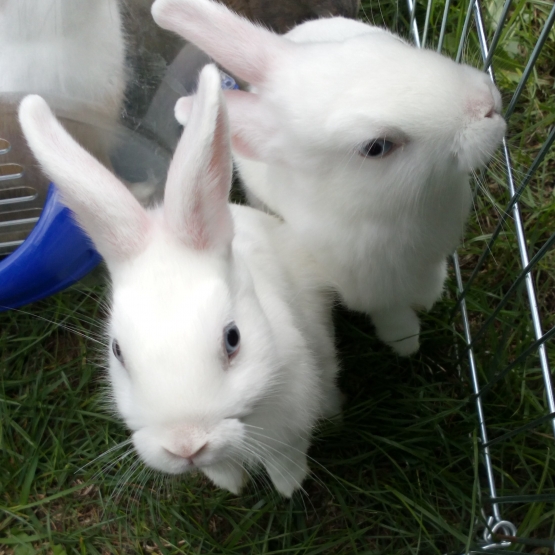 Image pour l'annonce vends lapins nains blanc yeux bleus