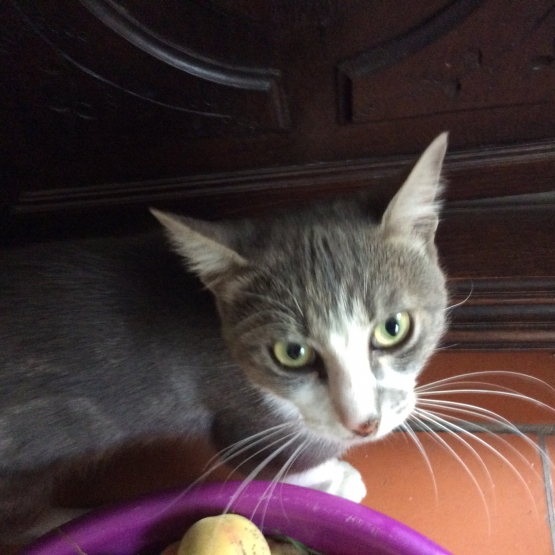 Image pour l'annonce Chaton