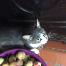 Image pour l'annonce Chaton