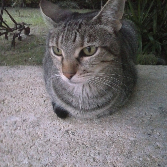 Image pour l'annonce Donne petite chatte tigrée