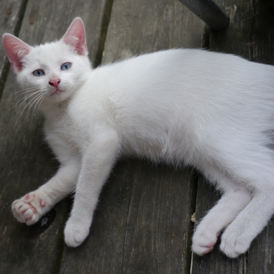 Image pour l'annonce Donne chaton Blanc