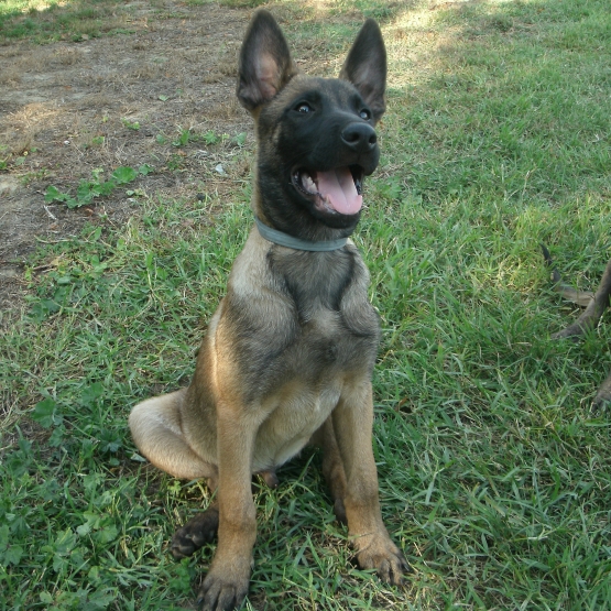 Image pour l'annonce Vends 3 chiots type berger belge malinois