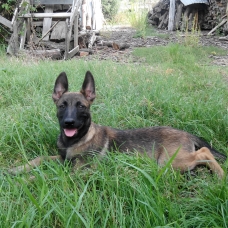 Image pour l'annonce Vends 3 chiots type berger belge malinois
