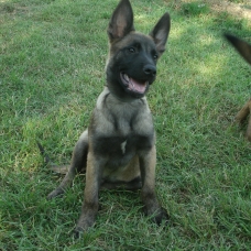 Image pour l'annonce Vends 3 chiots type berger belge malinois