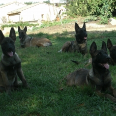 Image pour l'annonce Vends 3 chiots type berger belge malinois