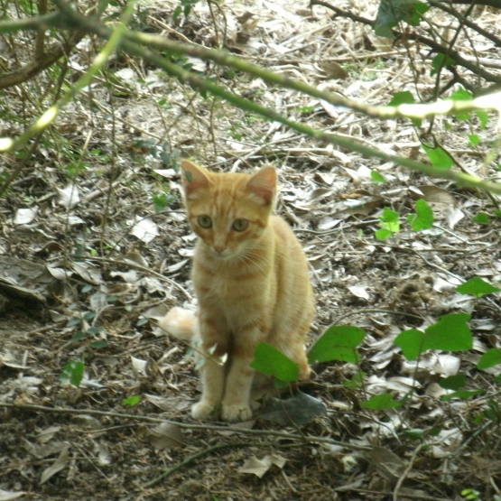 Image pour l'annonce Donne chaton mâle roux