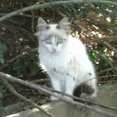 Image pour l'annonce Donne une magnifique chaton femelle