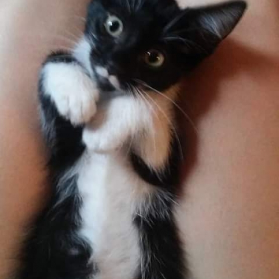 Image pour l'annonce Donne chaton