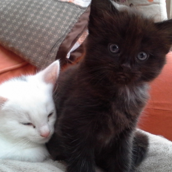 Image pour l'annonce Deux chatons à donner