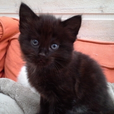 Image pour l'annonce Deux chatons à donner