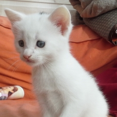 Image pour l'annonce Deux chatons à donner