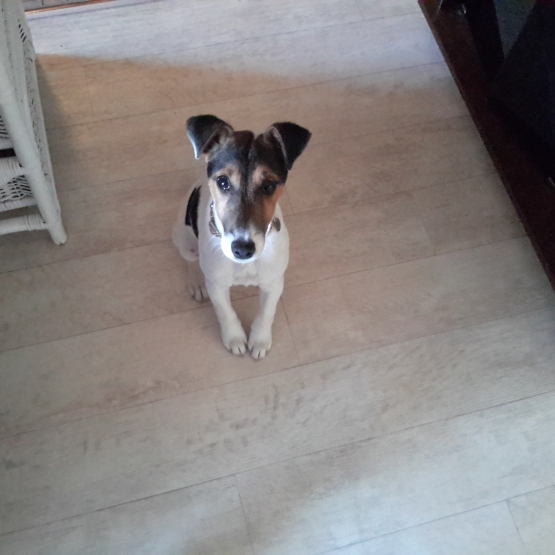 Image pour l'annonce Vend chiot Jack russell