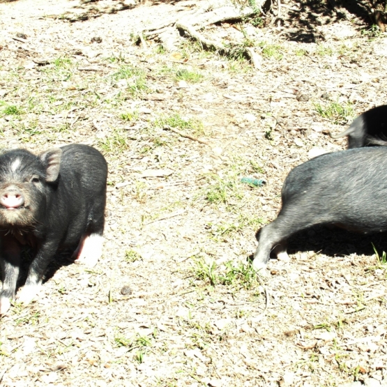 Image pour l'annonce Magnifiques cochons nains