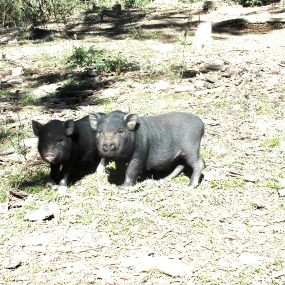 Image pour l'annonce Magnifiques cochons nains