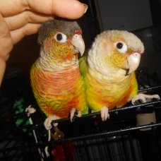 Image pour l'annonce vends couple conure eam