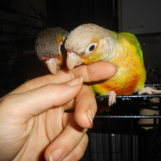Image pour l'annonce vends couple conure eam