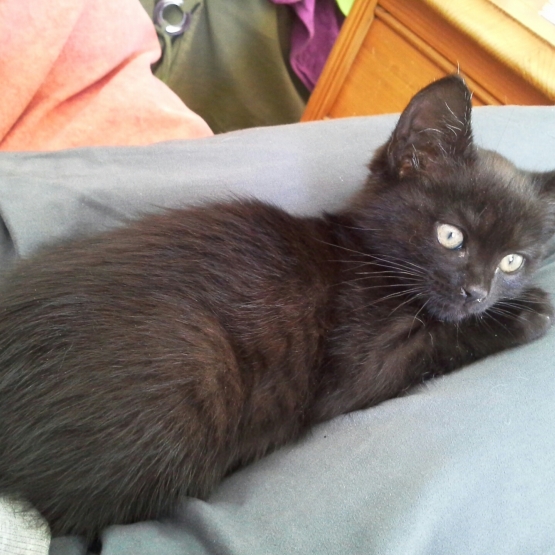 Image pour l'annonce Chaton à donner (Isère, Savoie)