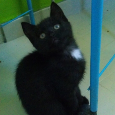 Image pour l'annonce Chaton à donner (Isère, Savoie)