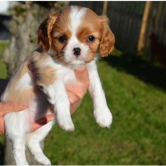 Image pour l'annonce 2 superbes bébés femelles  cavalier king charles non LOF de couleur blenheim