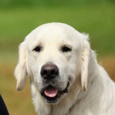 Image pour l'annonce Superbe Golden Retriever pour saillie