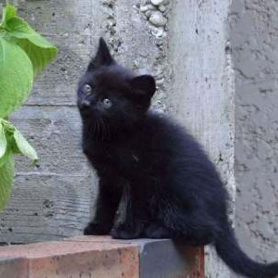 Image pour l'annonce Adorable chaton noir à donner