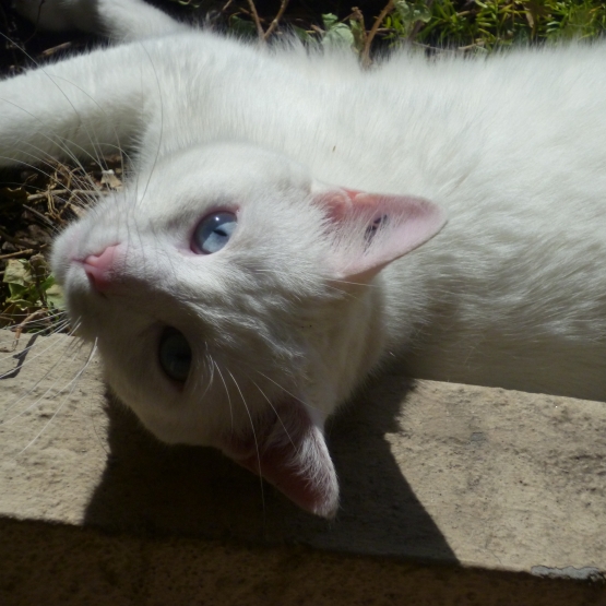 Image pour l'annonce Chat blanc, aux yeux bleus (83)