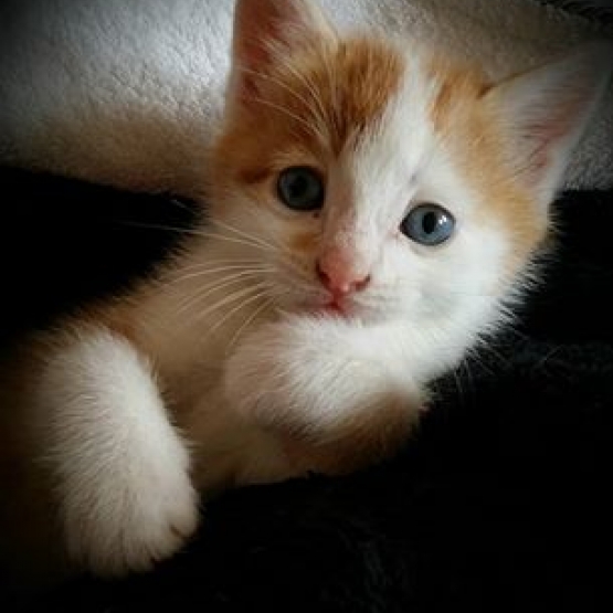Image pour l'annonce Donne Chatons