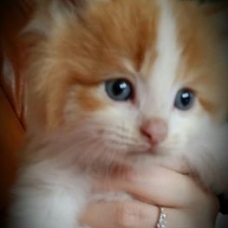 Image pour l'annonce Donne Chatons