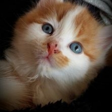 Image pour l'annonce Donne Chatons