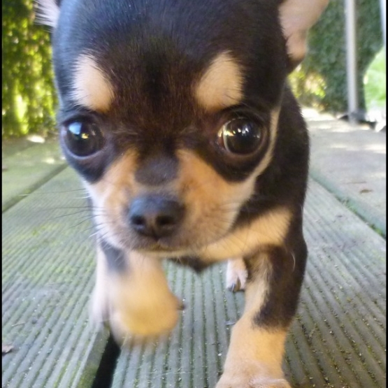 Image pour l'annonce recherche chihuahua